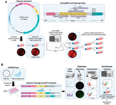 Frontiers | Rapid Assessment Of CRISPR Transfection Efficiency And ...